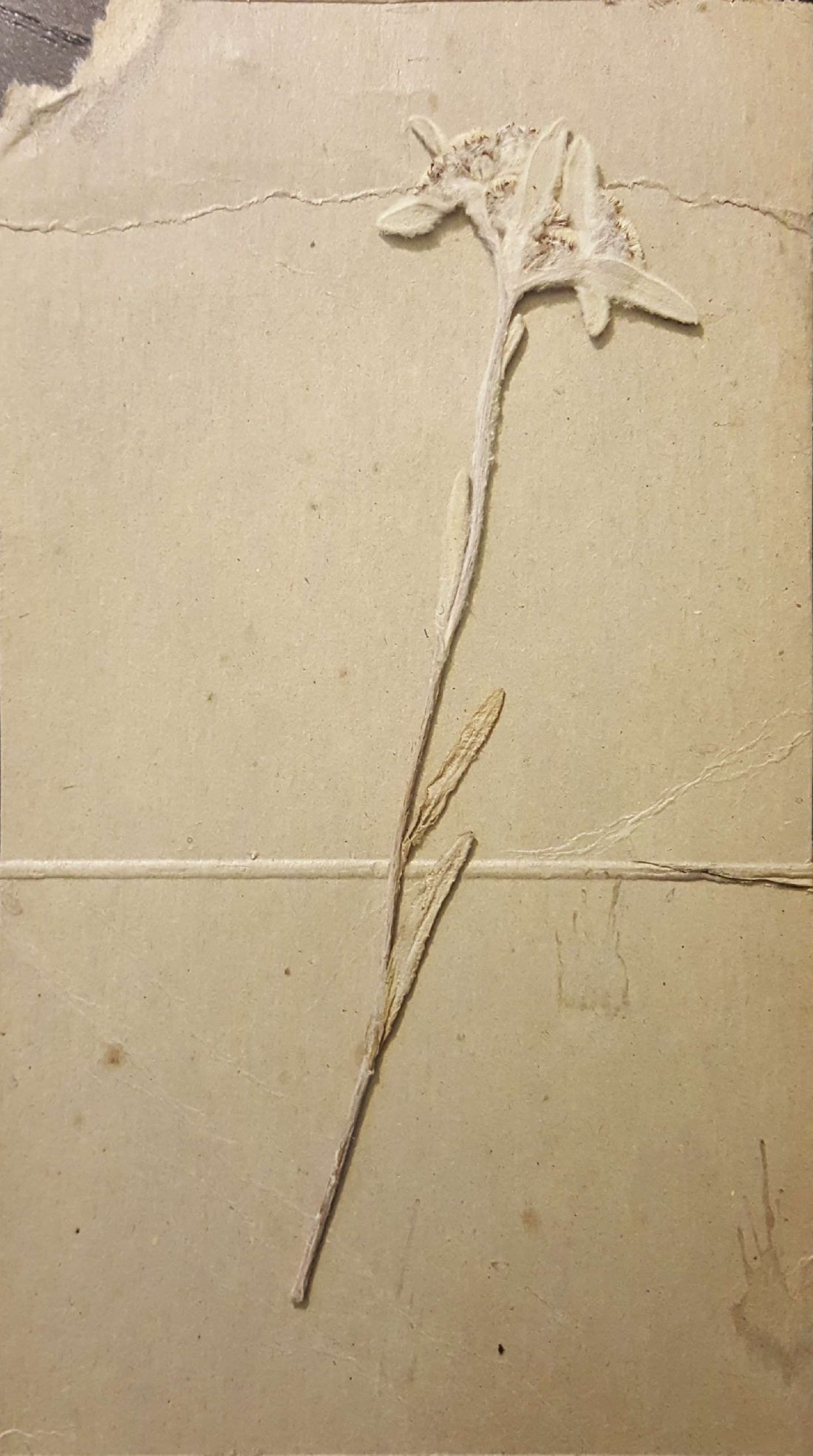 A single pressed Edelweiss, white and woolly, on a long thin stem with three narrow leaves, lying on a sheet of creased tan card.
